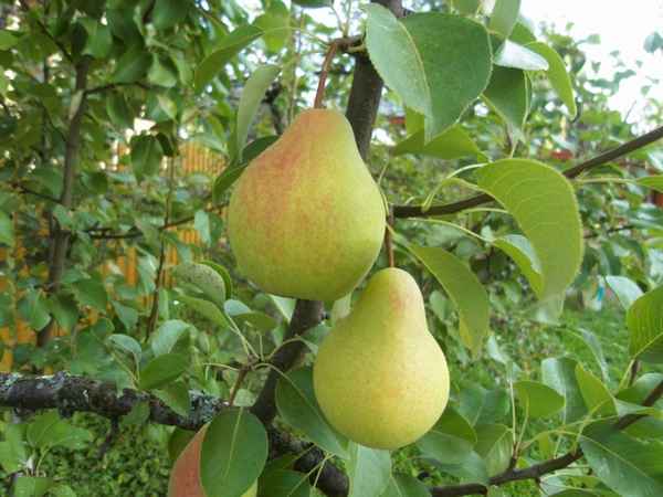 Особенности выращивания и ухода за грушей сорта Виктория