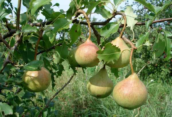 Особенности посадки и ухода за грушей Россошанская
