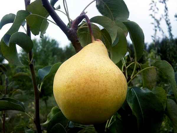 Особенности выращивания груши сорта Просто Мария