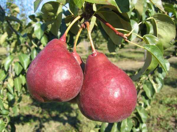 Особенности выращивания и ухода за грушей сорта Старкримсон