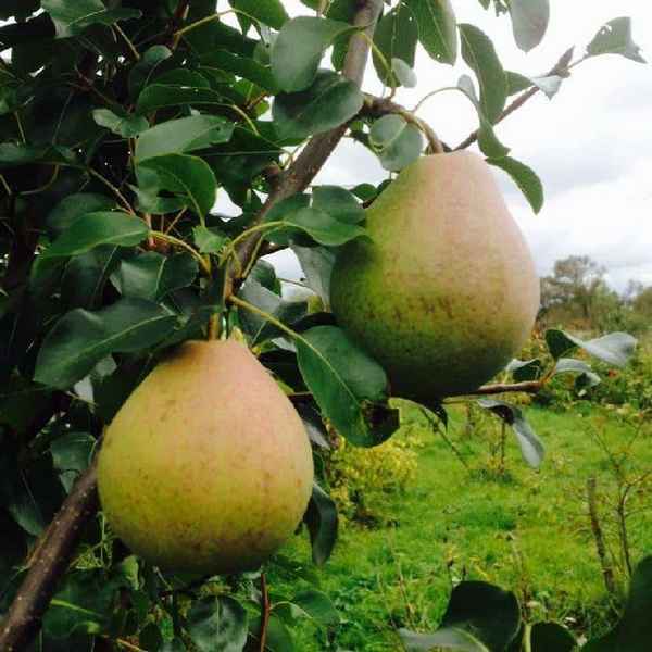 Особенности выращивания груши сорта Лира
