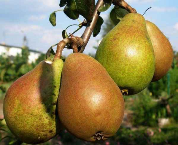 Груша сорта Русская красавица — особенности посадки, выращивания и ухода