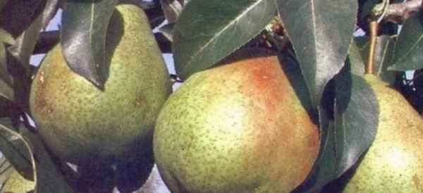 Ботаническое описание и особенности выращивания на участке груши сорта Гера