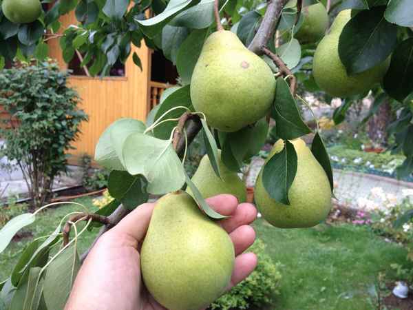 Особенности посадки и выращивания сорта груши Феерия