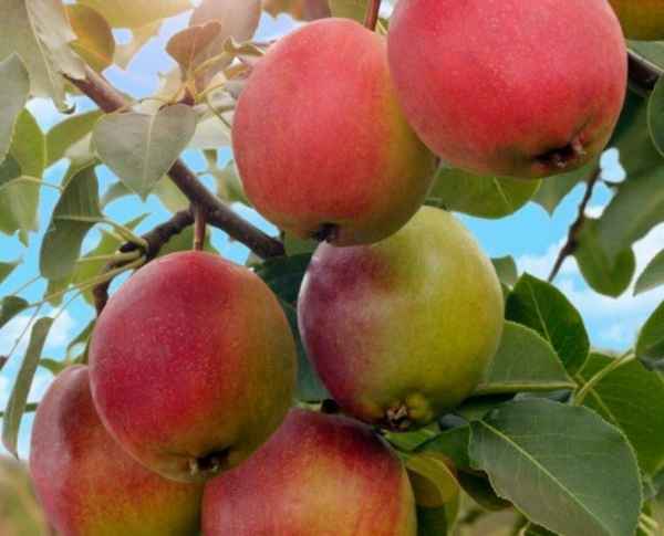 Особенности сорта груши Красуля