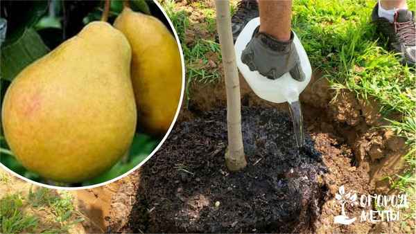 Особенности посадки и ухода за грушей сорта Елена