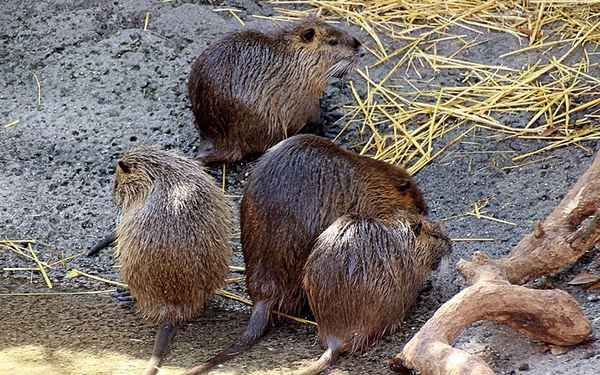Дикая и домашняя нутрии: как выглядит зверёк, размеры, масса, образ жизни, размножение