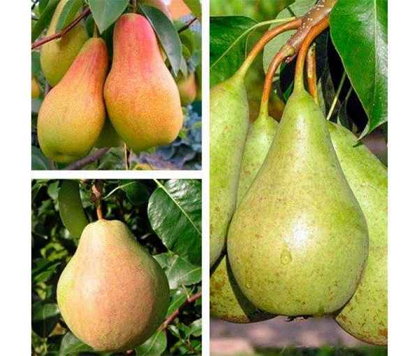 Особенности выращивания сорта груши Аббат
