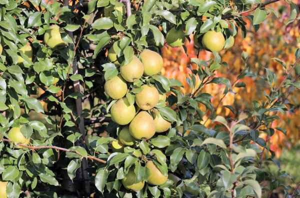 Особенности выращивания груши сорта Белорусская поздняя