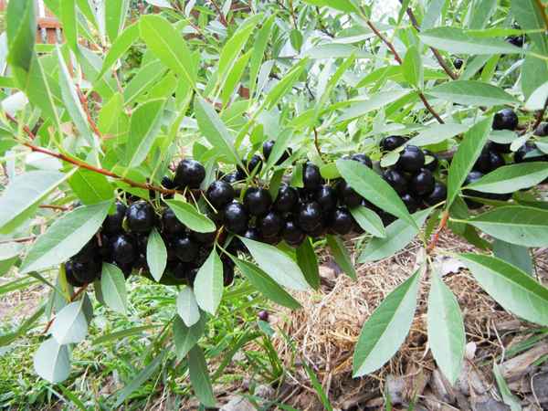 Выращивание и уход за вишней Бессея