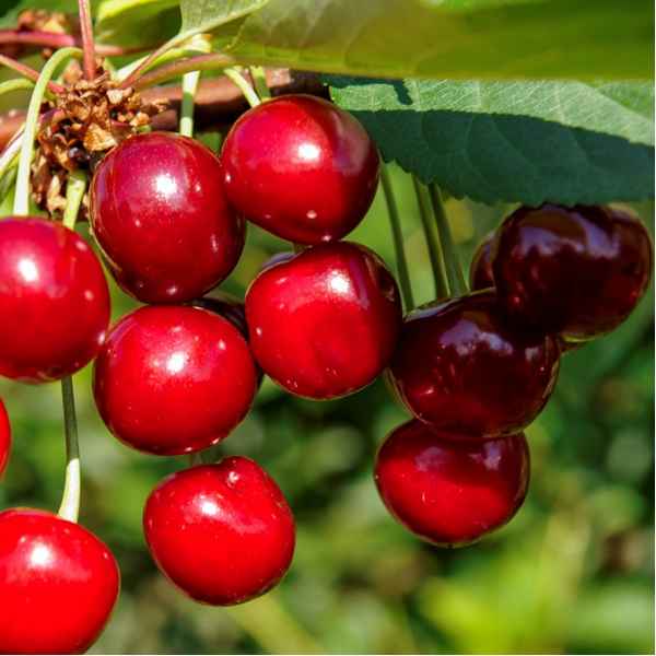 Особенности вишни сорта Игрушка