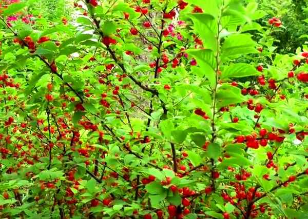 Особенности посадки и ухода за вишней Брусницына