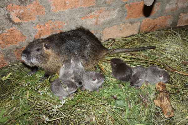 Размножение нутрий — проблемы: самка гоняет самца, нет потомства