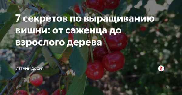 Сорт вишни Морозовка: хаpaктеристика, секреты выращивания