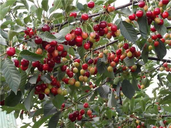 Особенности посадки и выращивания вишни Тургеневка