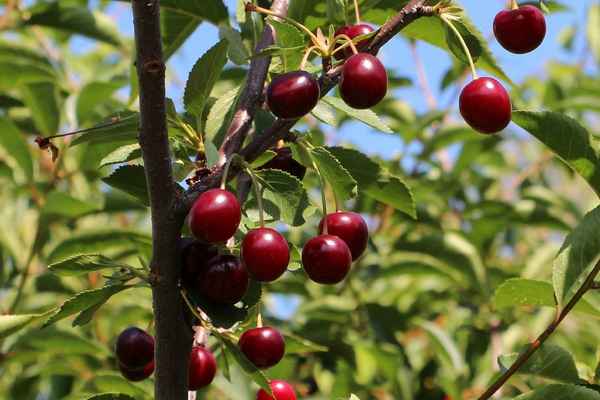 Выращивание и уход за вишней сорта Надежда