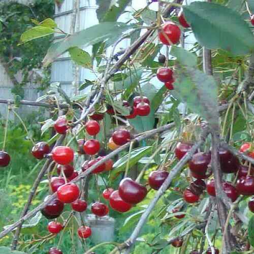 Особенности посадки и дальнейшего ухода за вишней Норд Стар