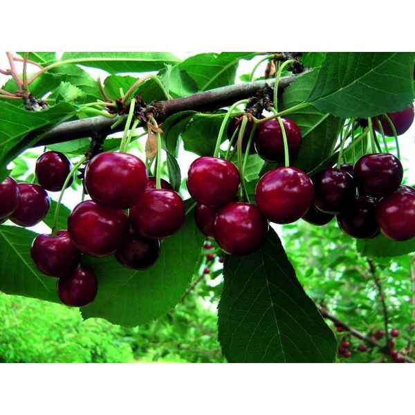 Особенности выращивания и ухода за вишней сорта Подбельская