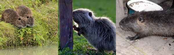 Болезни нутрий: основные признаки заболеваний, лечение