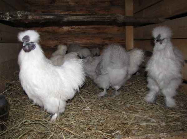 Китайские шёлковые куры: описание породы, особенности содержания и кормления