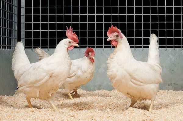 Порода кур Декалб Белый: хаpaктеристика, уход и кормление