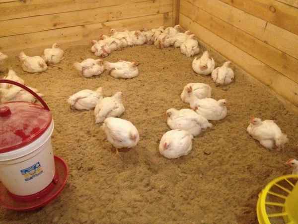 Какую подстилку использовать для кур