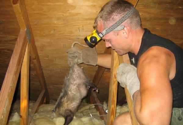 Как избавиться от крыс в курятнике навсегда?
