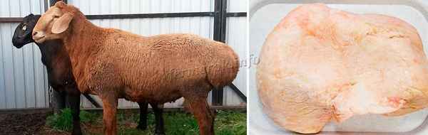 Что такое бapaний курдюк: где находится, описание