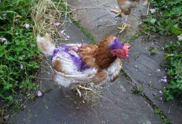 Почему куры клюют друг друга до крови и что при этом делать