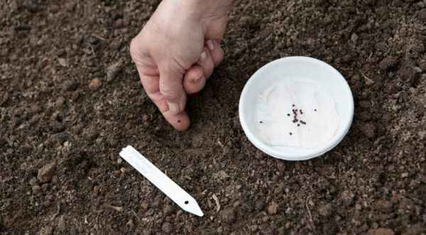 Особенности посадки капусты под зиму