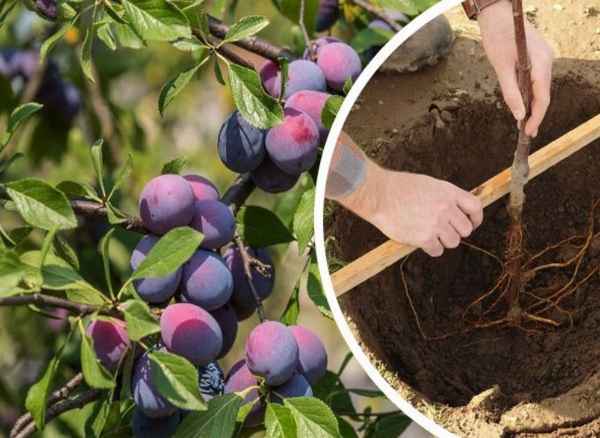 Правила посадки и ухода за сортом сливы Ксения