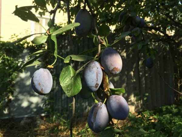 Особенности выращивания и описание сливы сорта Синий дар