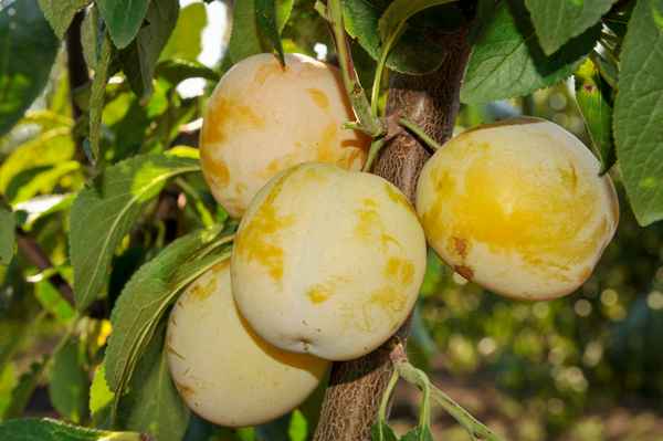 Слива ренклод: описание сортов, особенности посадки и ухода