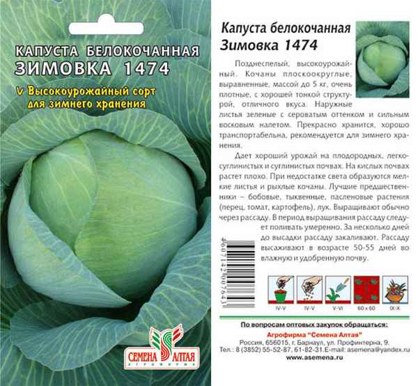 Капуста Зимовка: описание и особенности выращивания сорта