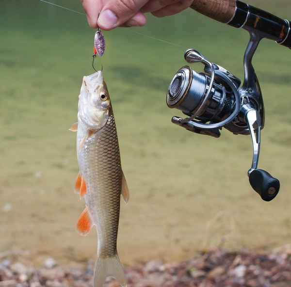 Снасть на голавля