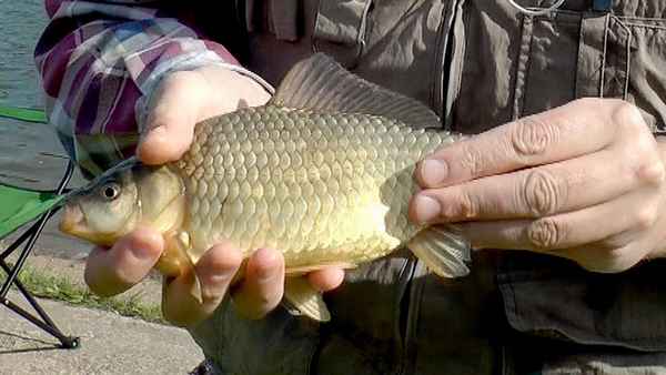 Особенности рыбалки на карася в августе