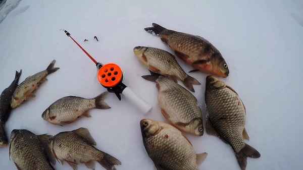 Особенности зимней рыбалки на карася