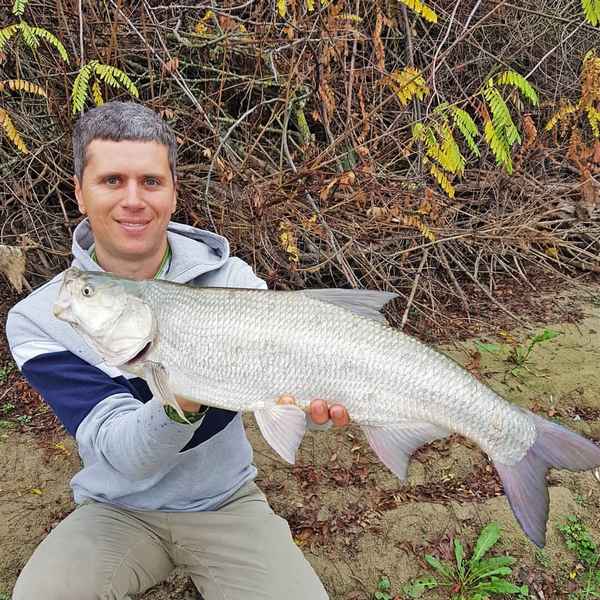 Ловля жереха на Кубани