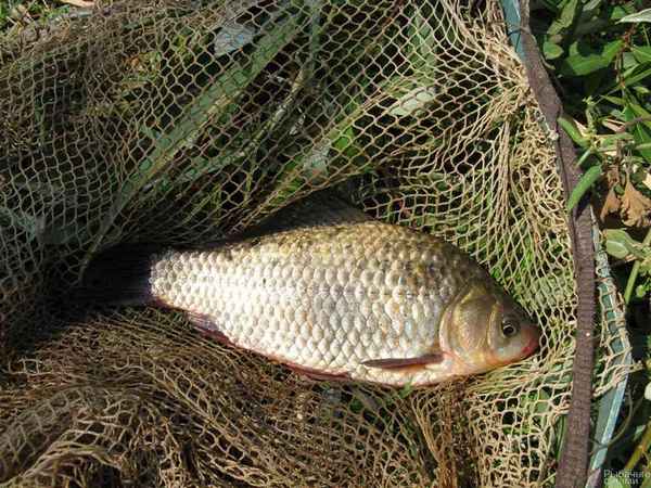 Особенности ловли карася в сентябре