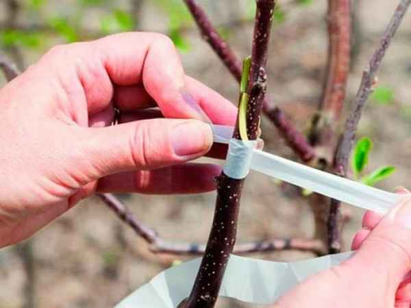 Прививка черешни на вишню весной и летом