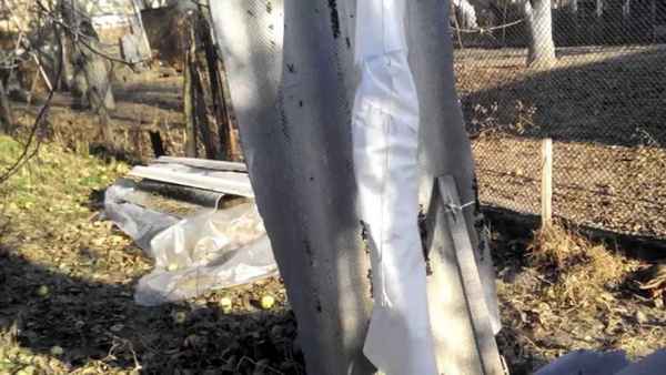 Основные правила утепления персикового дерева на зиму