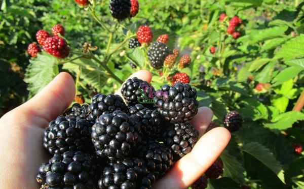 Хаpaктеристика и особенности выращивания ежевики Астерина