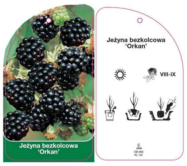 Хаpaктеристика и особенности выращивания ежевики сорта Оркан