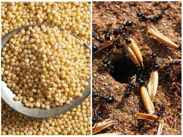 Помогает ли пшено избавиться от садовых муравьёв