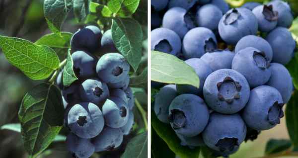 Гoлyбика Путте: хаpaктеристика сорта и особенности выращивания