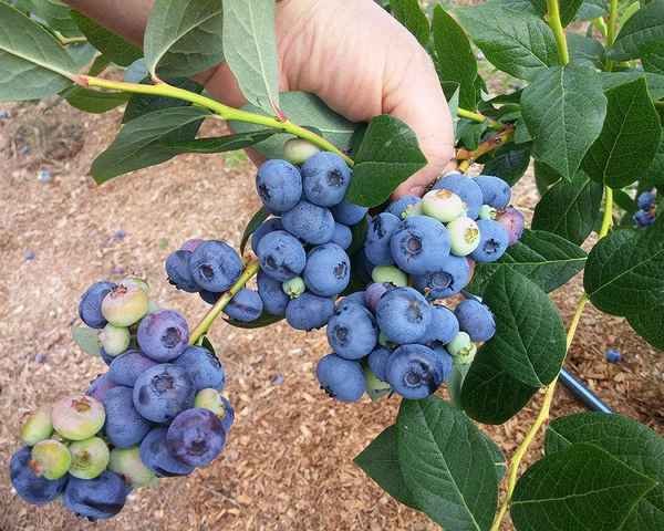 Гoлyбика Денис Блю: описание сорта