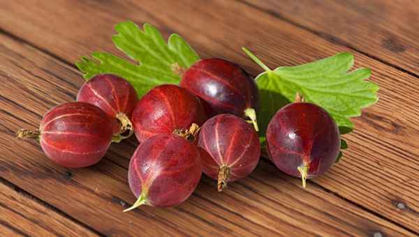 Крыжовник сорта Спайнфри: внешний вид и основные хаpaктеристики, особенности