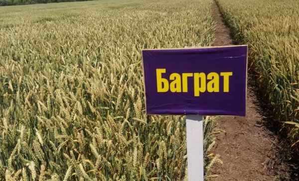 Озимая пшеница сорта Баграт