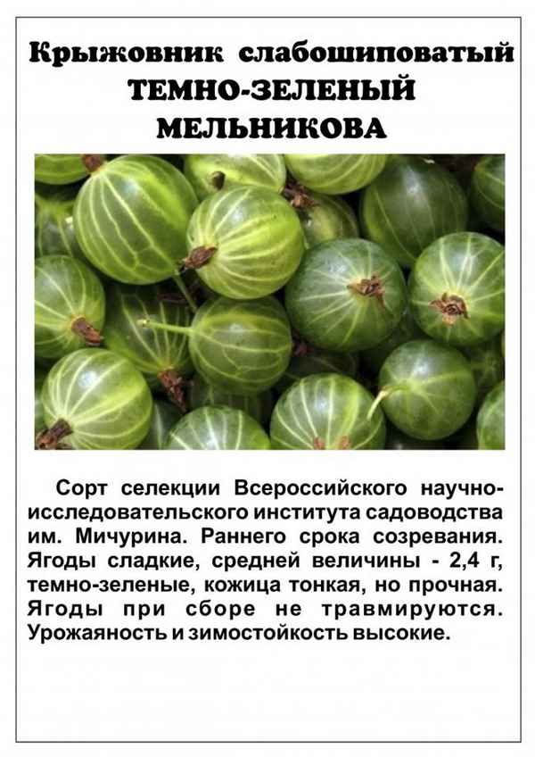 Крыжовник Зелёный дождь: хаpaктеристика, особенности выращивания и размножения