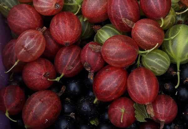 Новый сорт крыжовника Шершневский — внешний вид и хаpaктеристики сорта